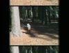 redwooddoc11.jpg